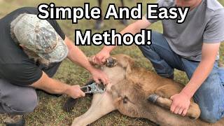 Tagging & Castrating Calves: The SIMPLE Way!