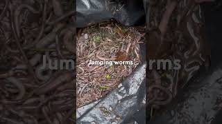 Jumping worms have invaded, this is what was collected after 1hr of picking