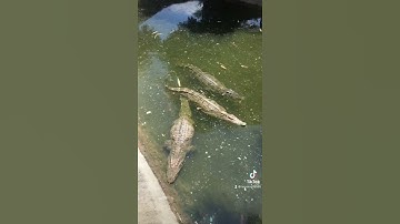 Cá vàng bắt bọ gậy phiên bản nhí