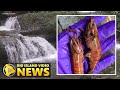 Hawaii Streams Poisoned For Prawns - Update (Dec. 16, 2020)