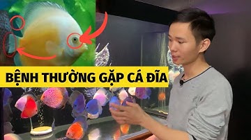 Các bệnh thường gặp ở cá đĩa| cách chữa cá đĩa | Nguyễn du aqua