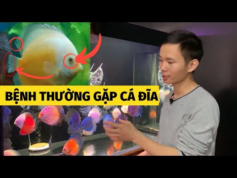 Video Các bệnh thường gặp ở cá đĩa| cách chữa cá đĩa |... - youtube