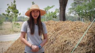 วิธีทำปุ๋ยหมักจากฟางข้าว แบบไม่พลิกกลับกอง Organic Hay Compost/Fertilizer (English Subtitles)