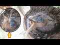 Baby Bird Goes Crazy on SNAKE &amp; Scorpion chewed it Alive | Indian Roller Feeding baby birds in nest
