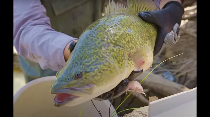 Native Fish Rescue: Barmah-Millewa Forest