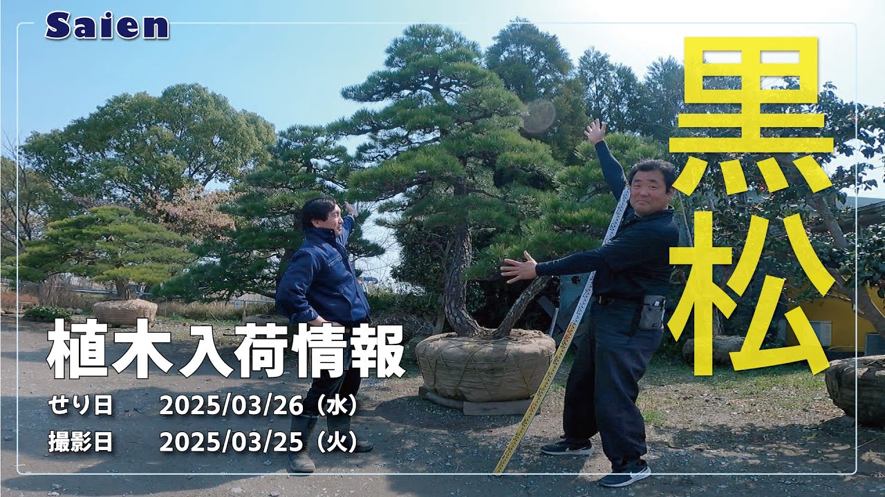 庭木　もみの木　高さ２１０センチ 直接引取り歓迎　埼玉県久喜市　配達可能 楽天市場】もみの木 植木の通販