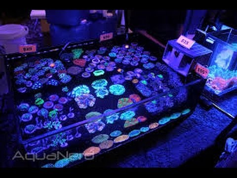 New Frag Tank Revealed - YouTube