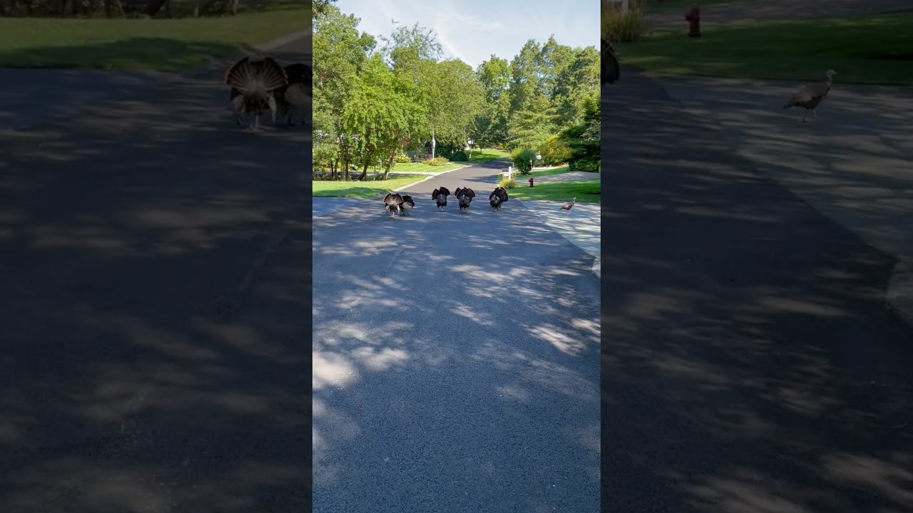 Wild Turkeys Chase Pedestrian and Follow Them Down Suburban Street