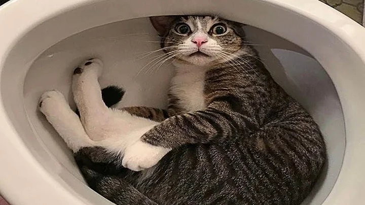 Video 9844941: cat furries funny, furry animals, laugh cats funny animal