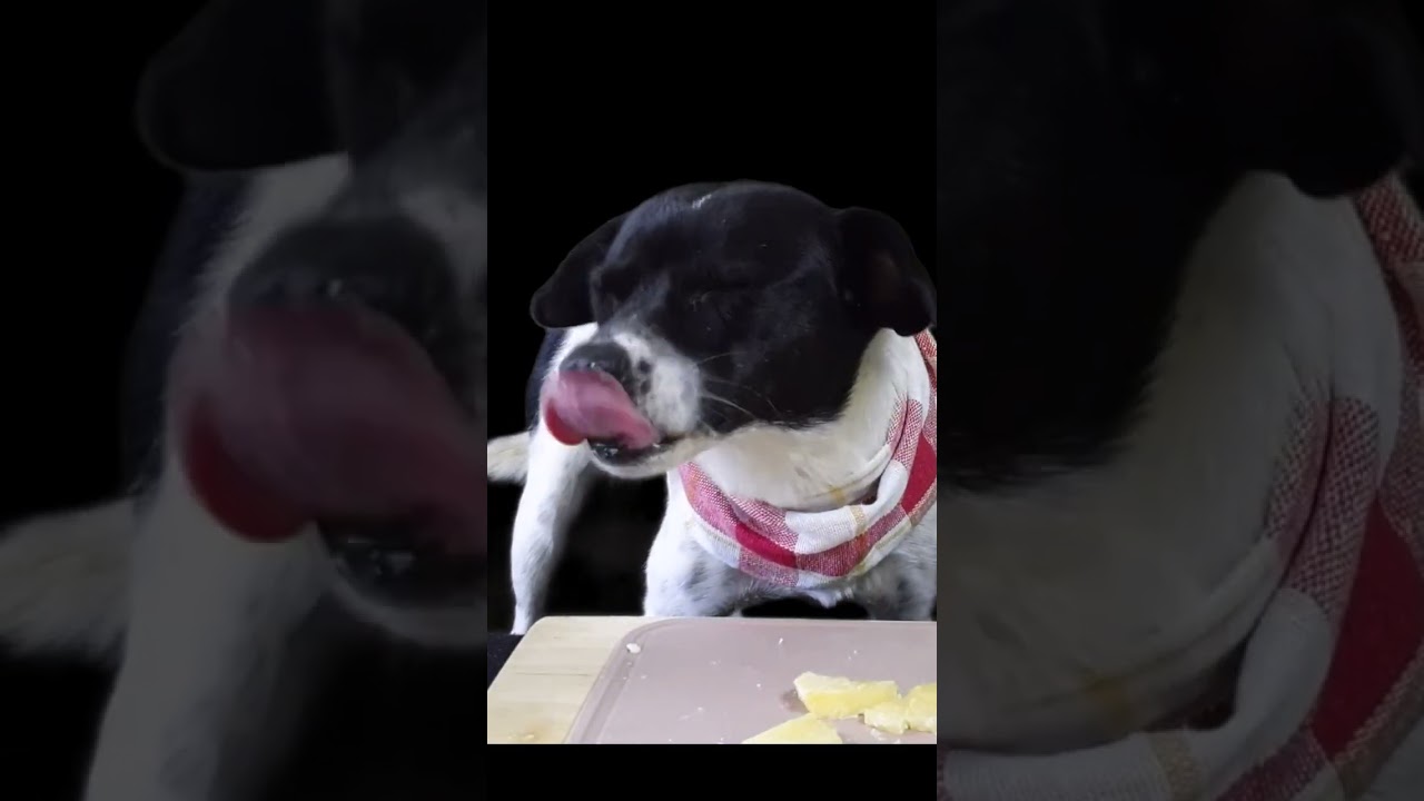 ITALY RISOTTO dogasmr dog asmr YouTube