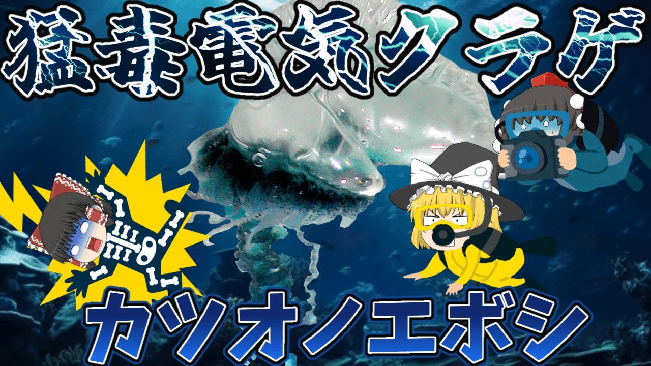 【ゆっくり解説】猛毒電気クラゲ！カツオノエボシ