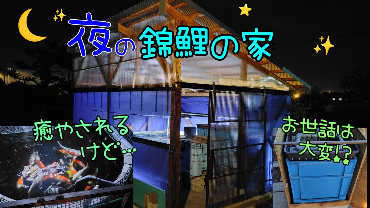 錦鯉飼育 2024.6.7 夜の錦鯉の家と濾過槽の効率アップ