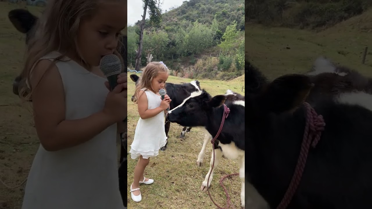 Calf Recognizes Familiar Cow's Vocalization