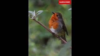 Bird Lovely Lightroom Presets | Presets By Pasha | Sparrow Lightroom Preset screenshot 5