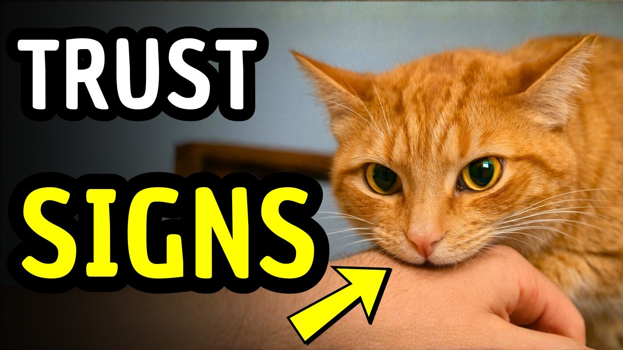 If Your Cat Does These 10 Things… They Trust You More Than You Realize