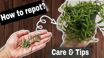 String of bananas | How to grow string of bananas | Propagation of String of Bananas | Care and tips