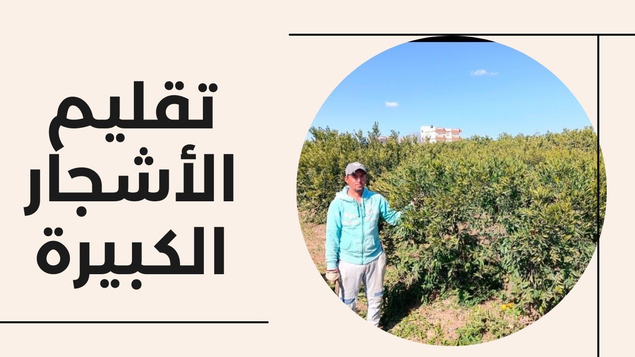 التقليم الصحيح للأشجار الكبيرة المثمرة| تقليم الموالح |الحمضيات| اليوسفي | زتونة زراعية| محمد هنداوي