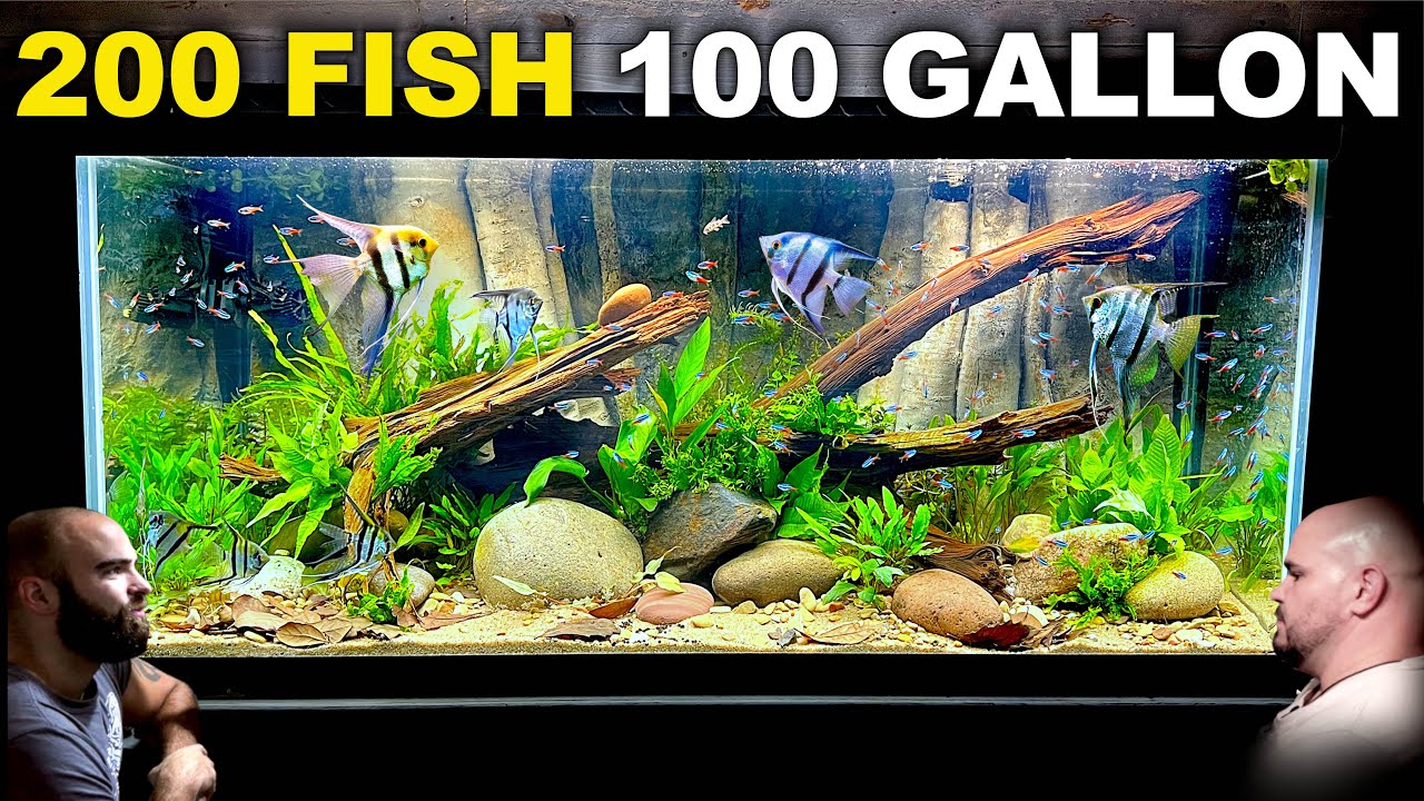 100 Gallon Angelfish & Neon Tetra Tank w/ Custom 3D Background (Aquascape  Tutorial) 