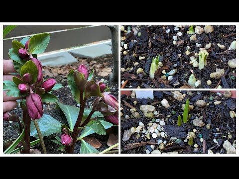 Video: Crocus Cold Damage - Sasaktan ba ng Snow ang Crocus Bloom