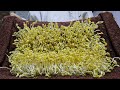 Tips Make bean sprouts with towels without watering | White, chubby
