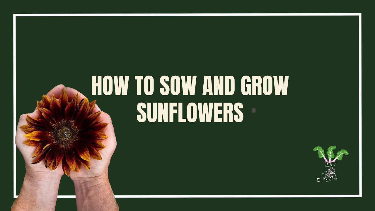How To Sow and Grow Sunflowers - YouTube