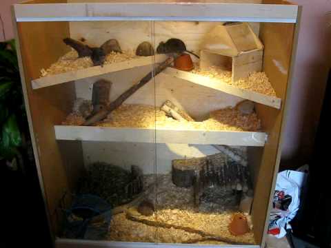 cage degu