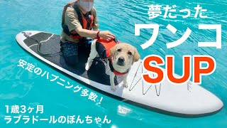 【犬SUP◆ラブラドール#65】夢だったワンコSUPエメラルドグリーン秘境、白水湖　ぼんちゃん　ラブラドールレトリバー　labrador retriever 大型犬  ハプニング