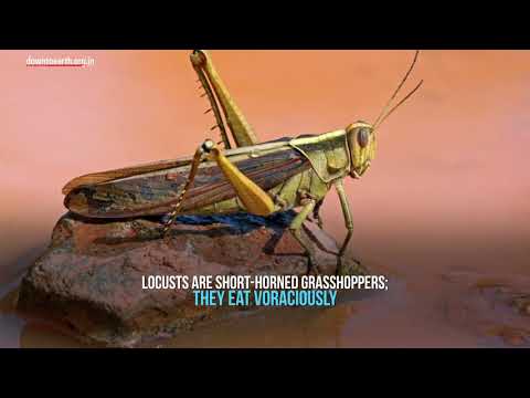 Locust Attack India Faces Worst Ever Pest Invasion