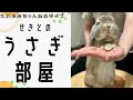 【せきとのうさぎ部屋】ホーランドロップの日常ライブ(2026年5月15日)