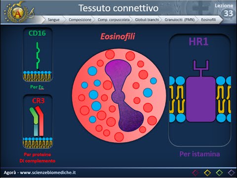 Video: Firme Molecolari Di Trappole Extracellulari Di Neutrofili Nella Leishmaniosi Viscerale Umana