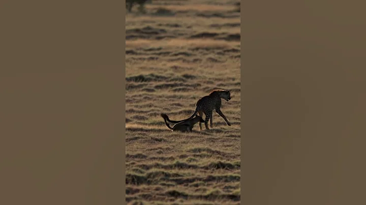 🐾 The Cheetah Was Exhausted in the Chase… Until the Hyena Helped Her Catch Prey