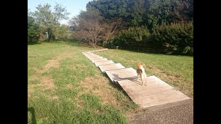 柴犬　都立小宮公園の駐車場ルート (適当動画)