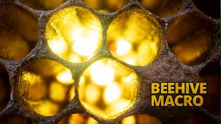 Capturing Bee photos from Inside the Hive using the Laowa Probe Lens