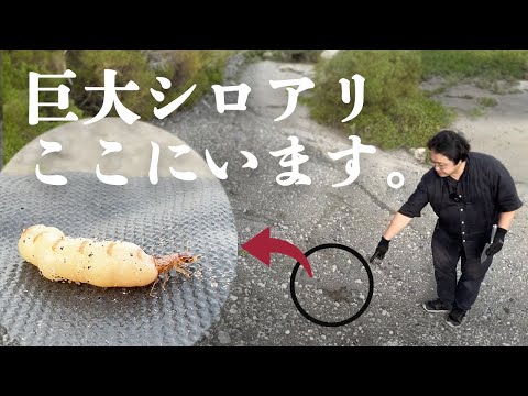 When I searched for a termite nest, I found a giant queen ant