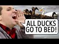 My Ducks Go To Bed When I Call Them | How to train your Drake(n)