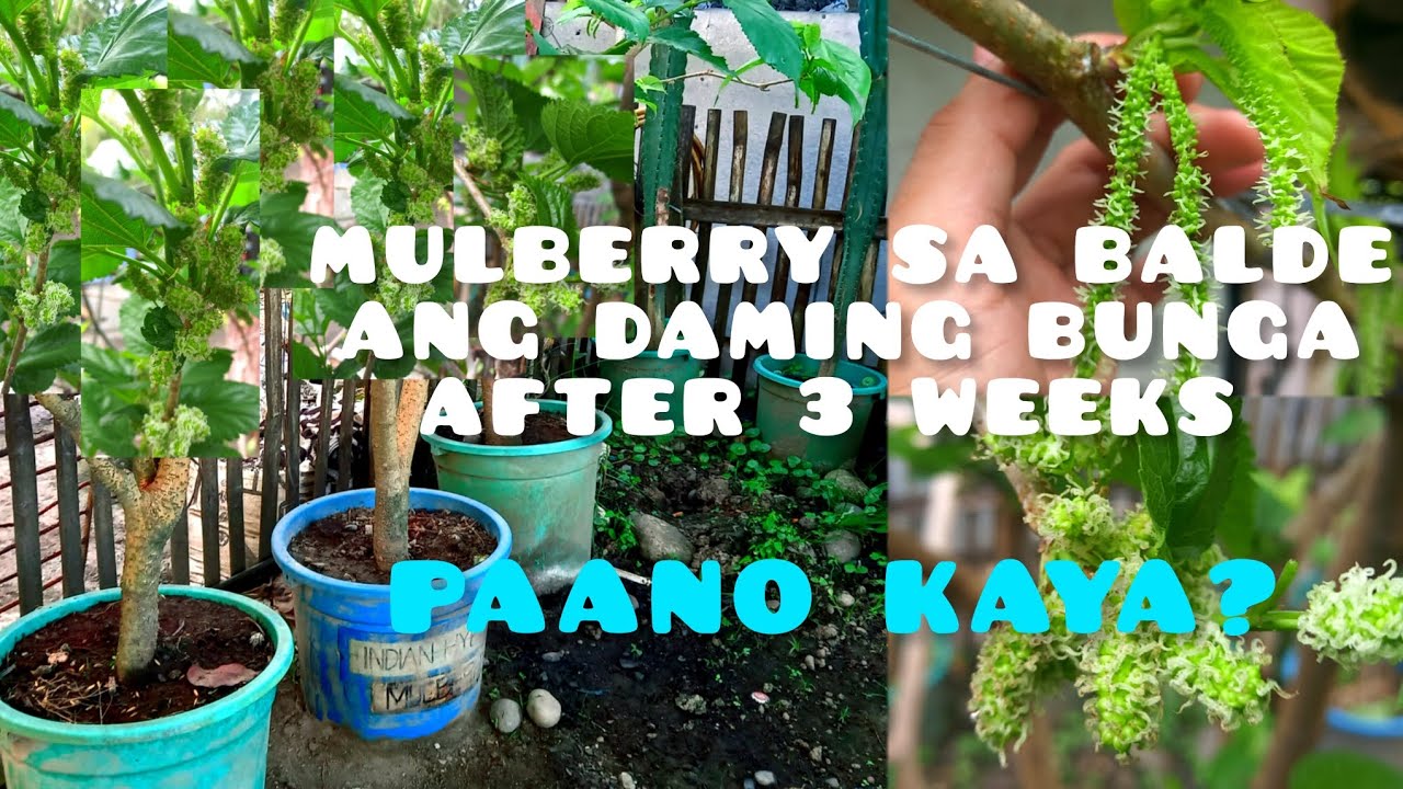 MULBERRY UPDATE AFTER 3 WEEKS AND SHARING SOME TIPS      @jasonarroyo6029  #mulberries #gardening