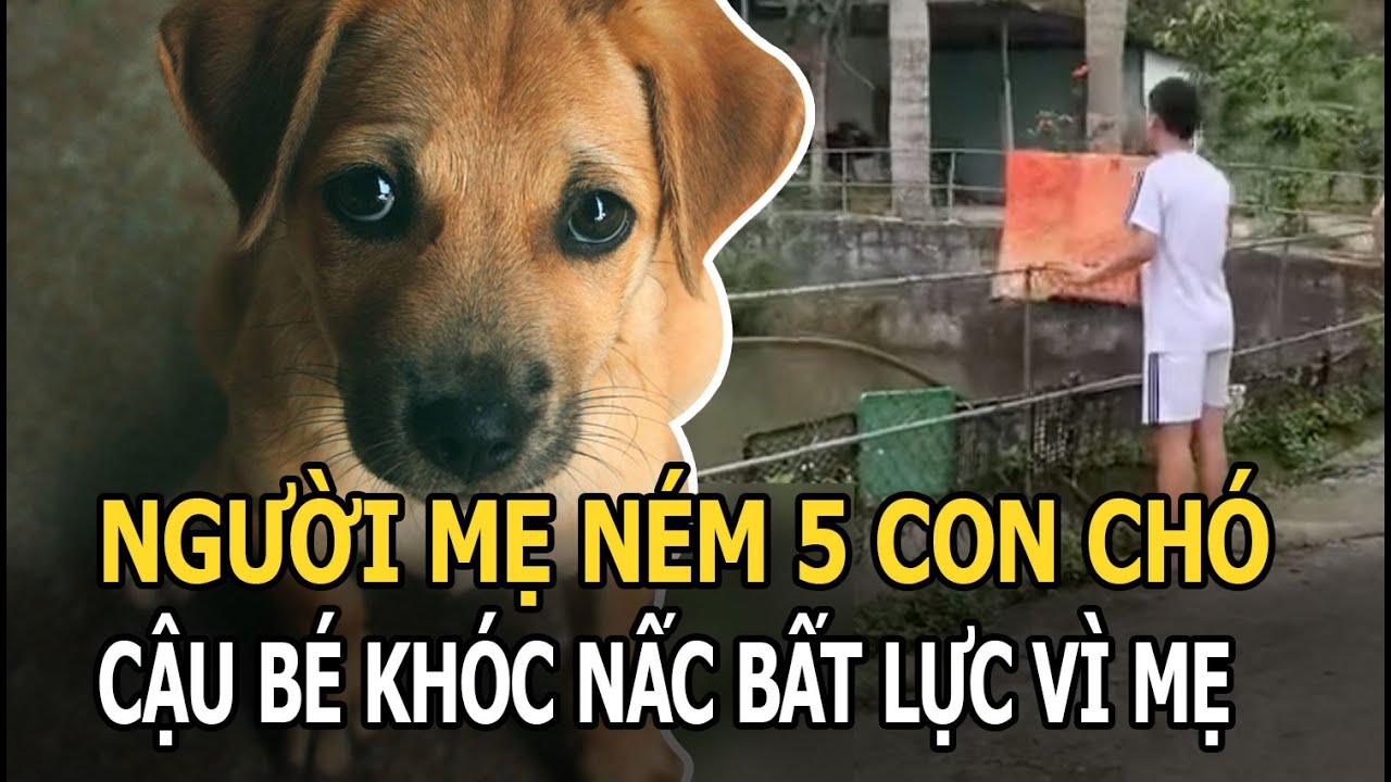Kinh hãi cảnh người mẹ ném 5 con chó vô tội xuống ao vì con nghịch hư ...