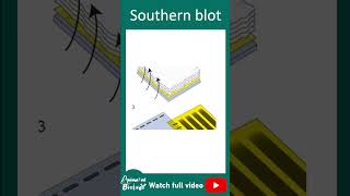 Southern blot | Southern Blot in 1 minute | Biotechniques in 1 minutes