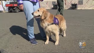 Therapy Dogs Provide Stress Relief To Weary Firefighters At Base Camp