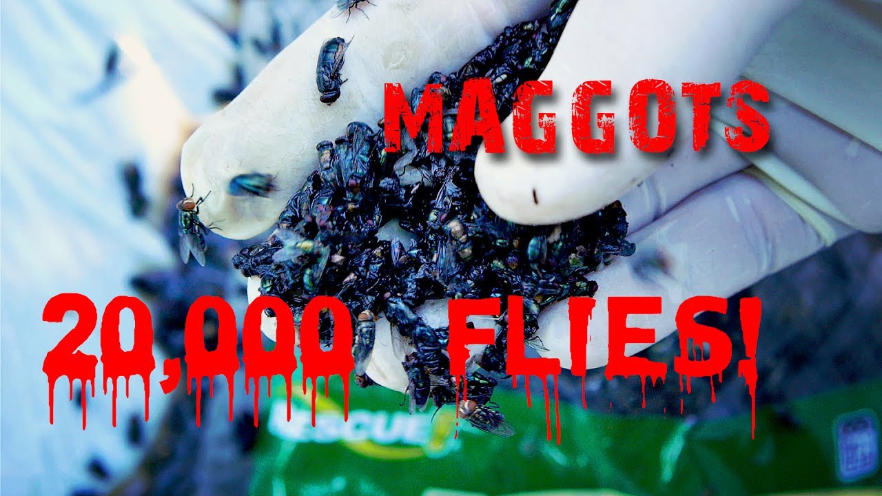 Maggots Feeding On 20,000 Dead Flies!