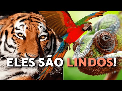 Os 10 animais