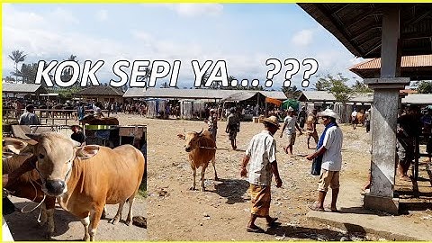 HUJAN TAK KUNJUNG TURUN‼️PASAR HEWAN MASBAGIK SEPERTI INI|| tantangan terbesar peternak sapi ntb