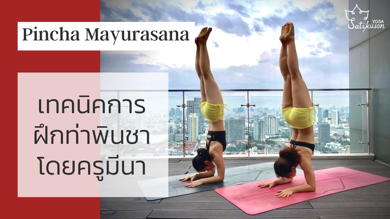 เทคนิคการฝึก Pincha แบบไม่ใช้กำแพงโดยครูมีนา (เริ่มฝึกนาทีที่ 5.48)