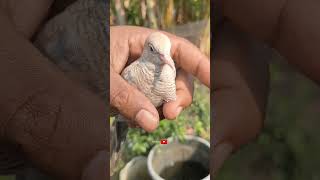 Download Lagu Treating Turtle Doves with Watery/Leaking Eyes #viral MP3