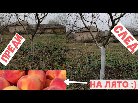 Видео: Зимуване на бадемово дърво: Грижа за бадемовите дървета през зимата