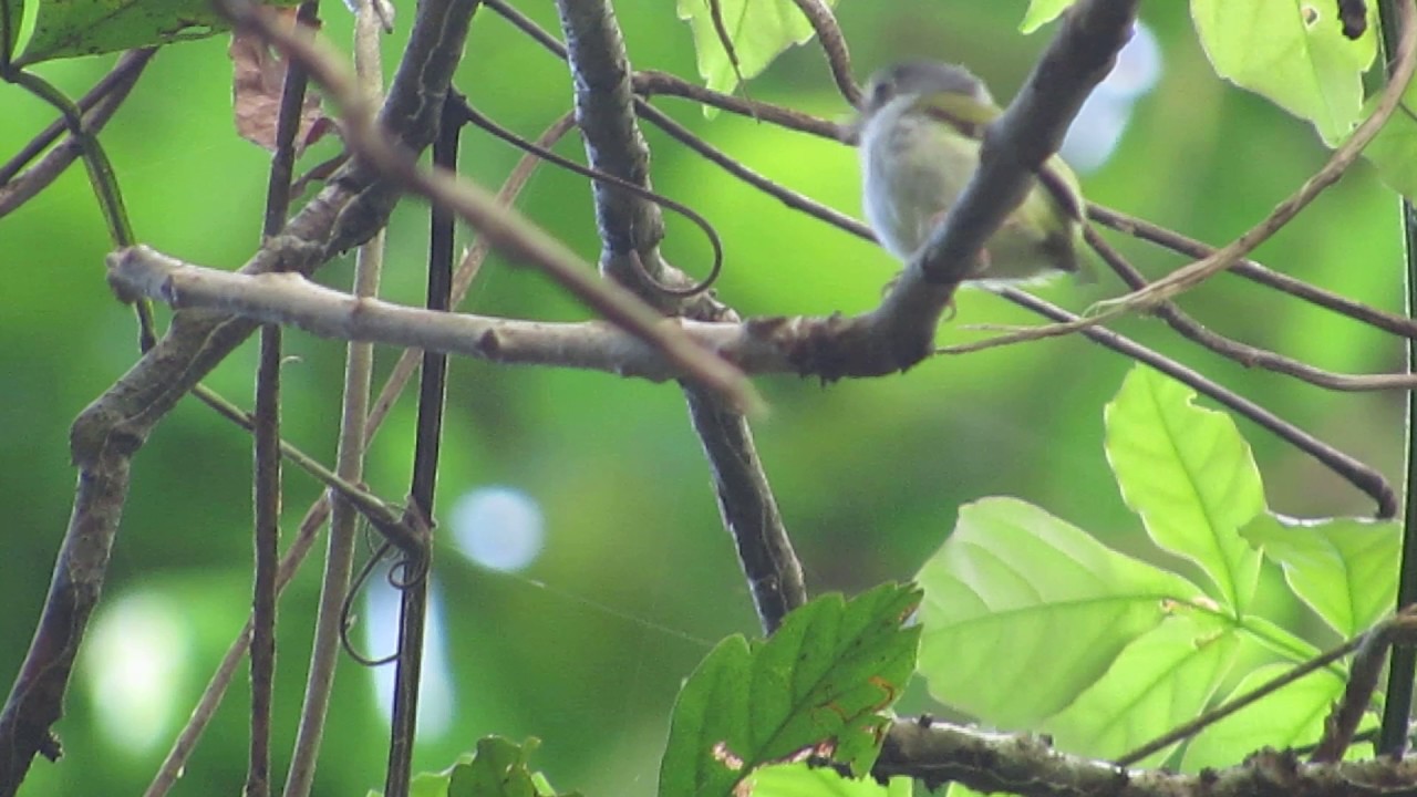 Black-capped Pygmy Tyrant 