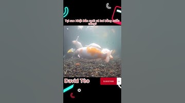 Tại sao ở Nhật Bản nuôi được cá Koi bằng nước cống | David Tèo #shorts