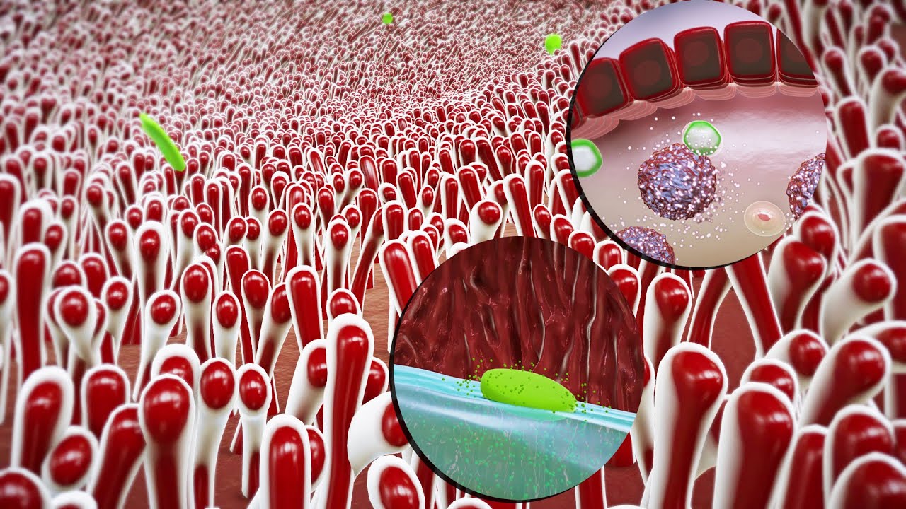 Strengthen the immune system 3d medical animation|sample use only