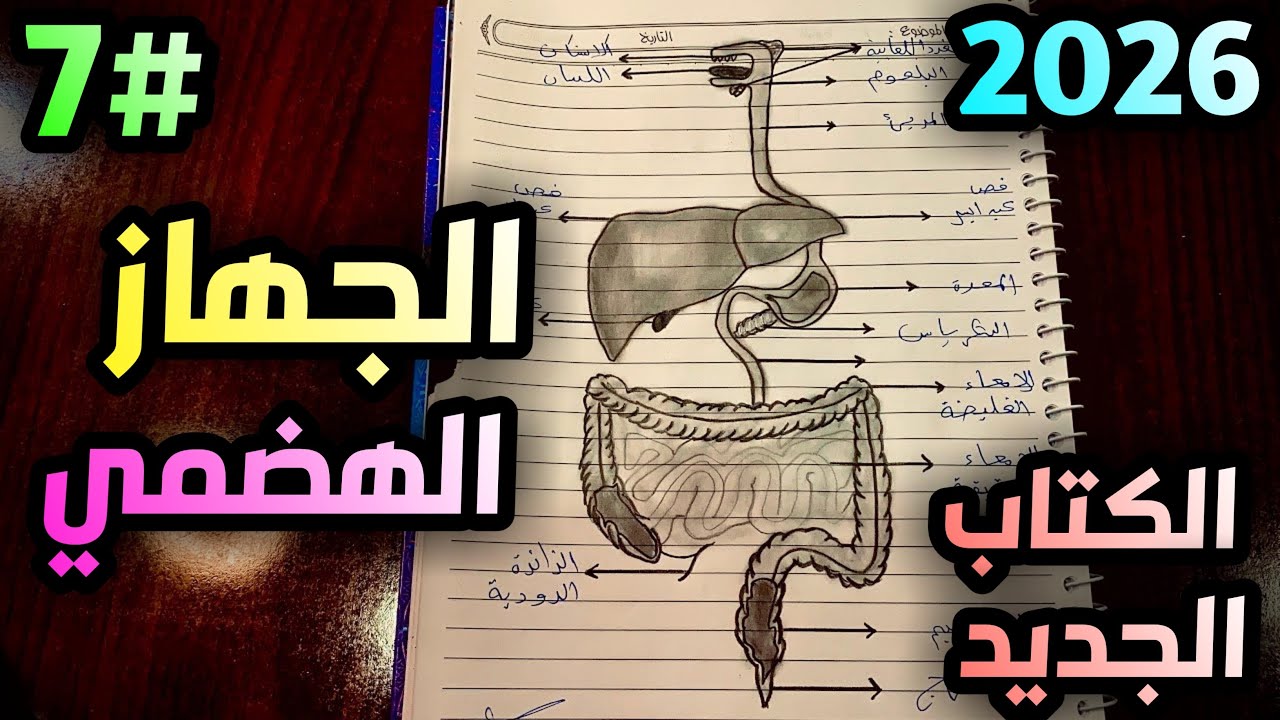 رسم الجهاز الهضمي للصف الثالث متوسط 2025 | رسم وزاري مبسط مع تظليل بدون تلوين