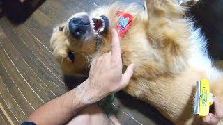 終わりの見えないゴールデンのブラッシング